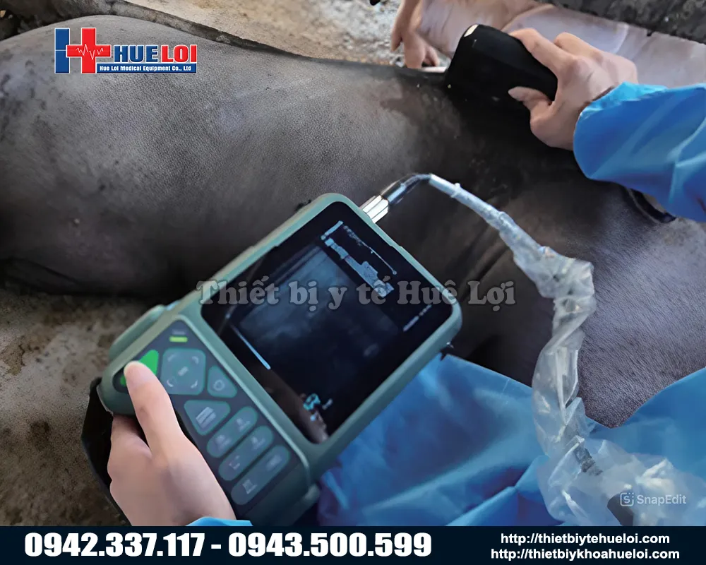 Thiết bị chẩn đoán hình ảnh thai chính xác cho heo trang trại